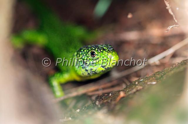 lacerta viridis.JPG - Lacerta viridis bilineataLézard vertGreen lizardSquamata, Lacertidae56 France
